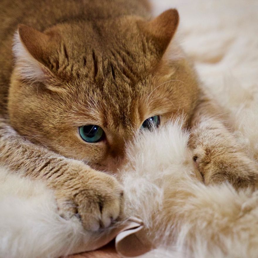 Hosico Cat