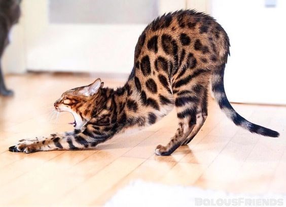 bengal cat - Cat - BOLOUSFRIENDS