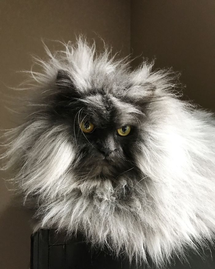 Meet Juno, The Angriest Cat In The World