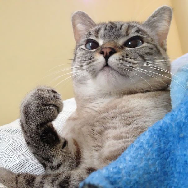 The Story Of Instagram's Most Famous Cat Nala, Who Has 3.2M Followers