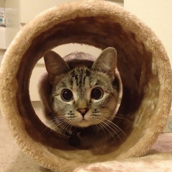 The Story Of Instagram's Most Famous Cat Nala, Who Has 3.2M Followers