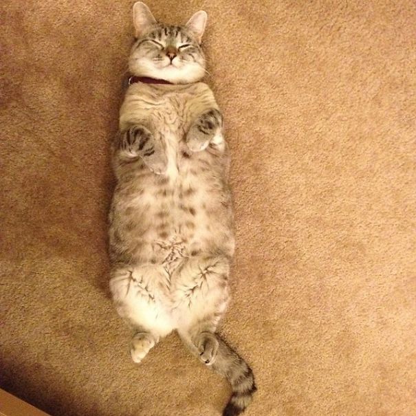 The Story Of Instagram's Most Famous Cat Nala, Who Has 3.2M Followers