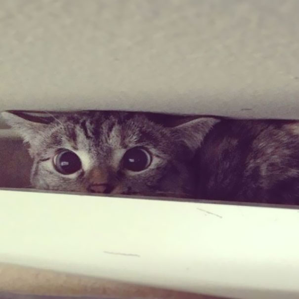 The Story Of Instagram's Most Famous Cat Nala, Who Has 3.2M Followers