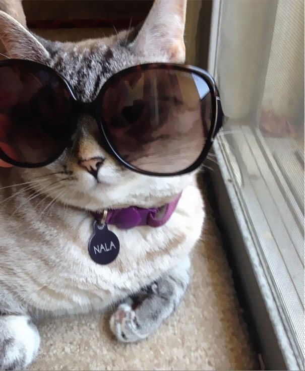 The Story Of Instagram's Most Famous Cat Nala, Who Has 3.2M Followers