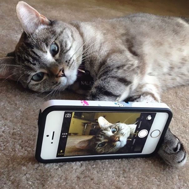 The Story Of Instagram's Most Famous Cat Nala, Who Has 3.2M Followers