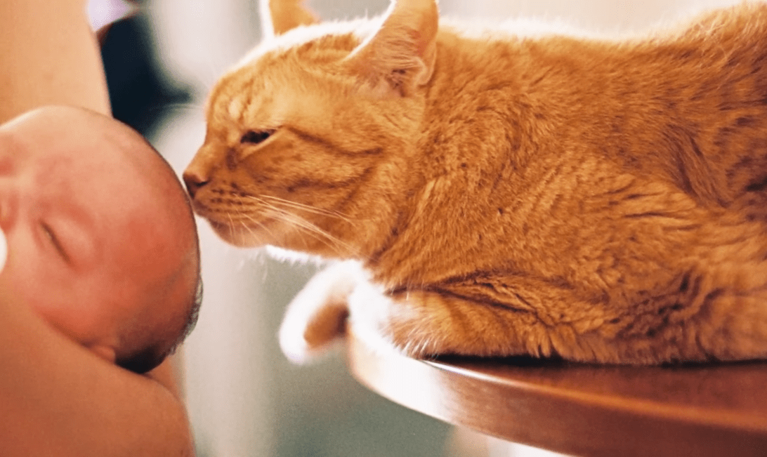 Jealous Kitten Admits Love for Baby When No One is Looking