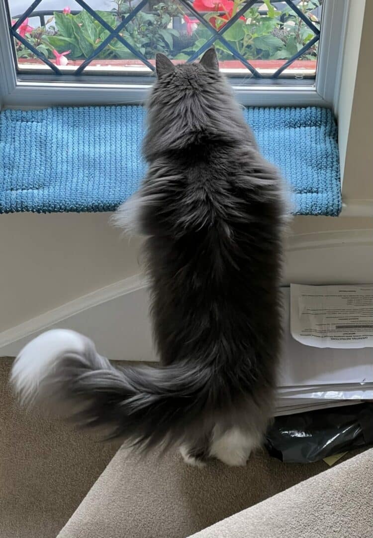 Norwegian Forest tuxedo cat