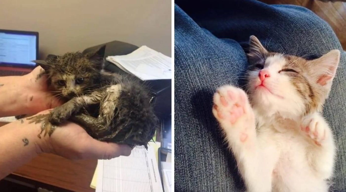 Kitten Makes Incredible Change After Being Rescued From Freezing Mud