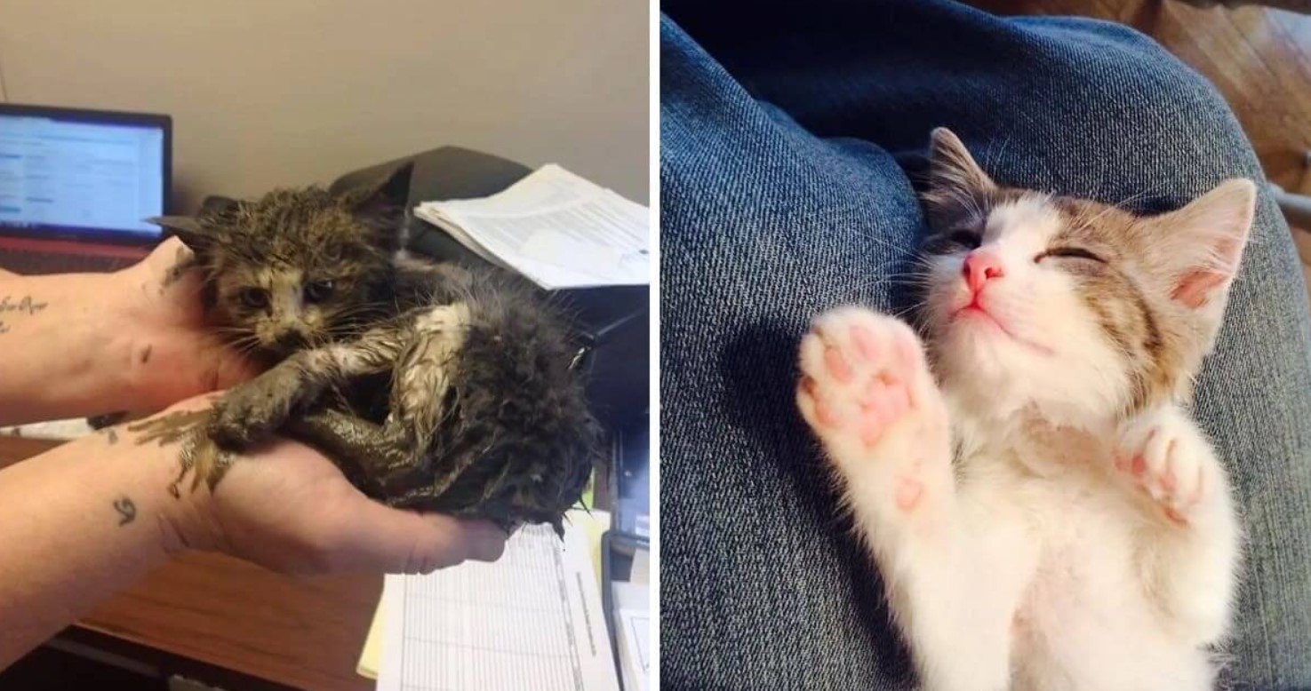 Kitten Makes Incredible Change After Being Rescued From Freezing Mud