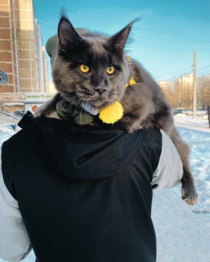 Meet Vincent, A Fluffy Maine Coon Cat That Looks Like A Black Panther And Acts Like A Dog