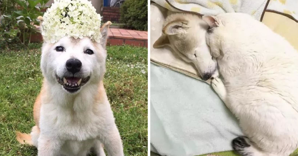 Leaving His Best Cat Friend Alone, The Dog With Alzheimer Went To Paradise …