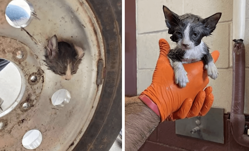 Little Kitten In Texas Gets His Head Stuck In A Wheel Before Getting Rescued