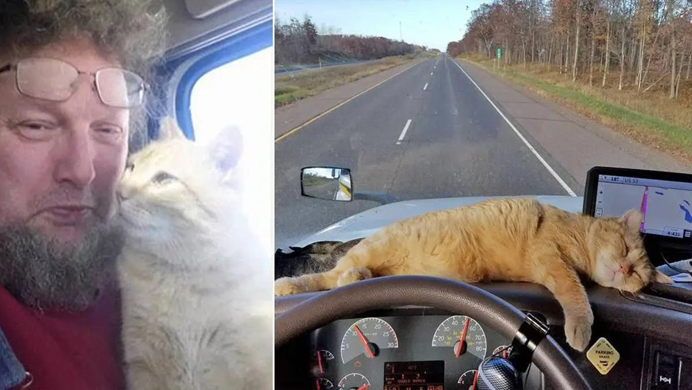 Lonely truck driver adopts stray cat and now he’s his co-pilot on the road