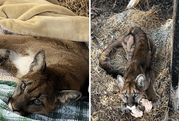 Lost and Dying Cougar Finds Help From An Amazing Animal Rescue Team