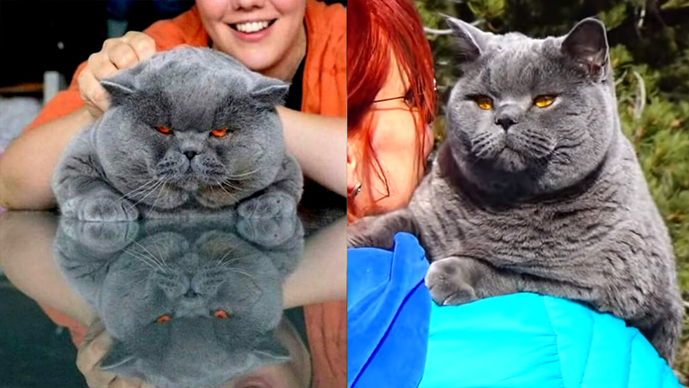 MEET Biggest British Shorthair Cat (VIDEO)