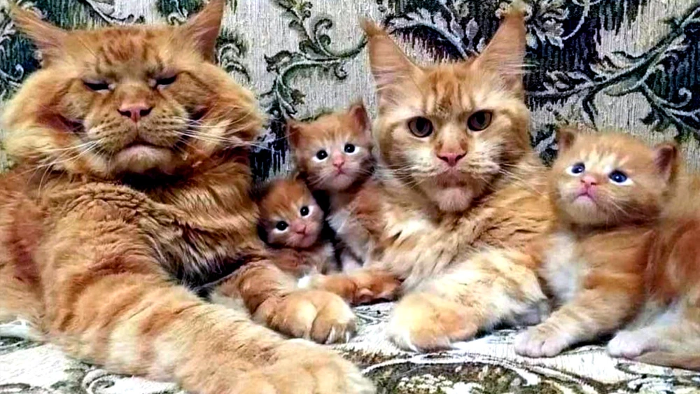 MEET the Cutest Golden Maine Coon Cats Family Ever Before (VIDEO).