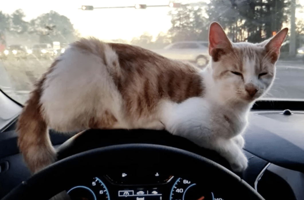 Man Goes To Drive-Through To Get Tacos And Comes Home With A Cat Instead