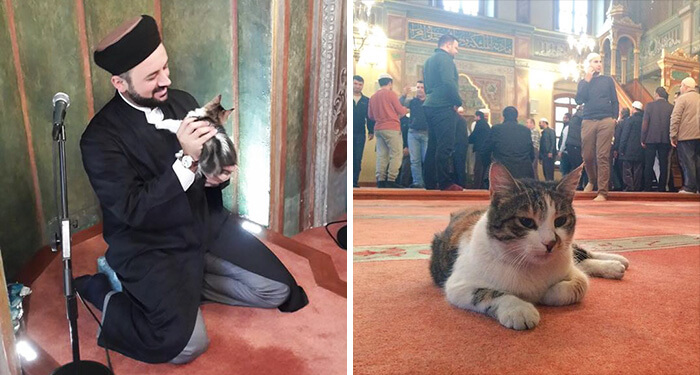 Man Opens Up Mosques Doors For Stray Cats And Kittens