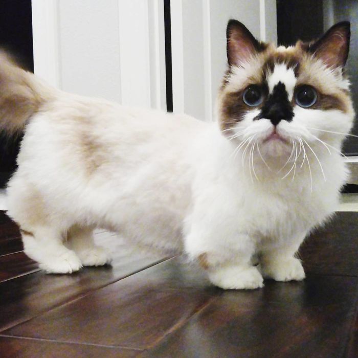 Meet Albert, The Cutest Munchkin Cat With Unique “Skull” Nose And 450,000 Followers