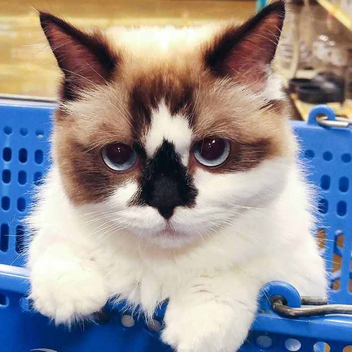 Meet Albert, The Cutest Munchkin Cat With Unique “Skull” Nose And 450,000 Followers