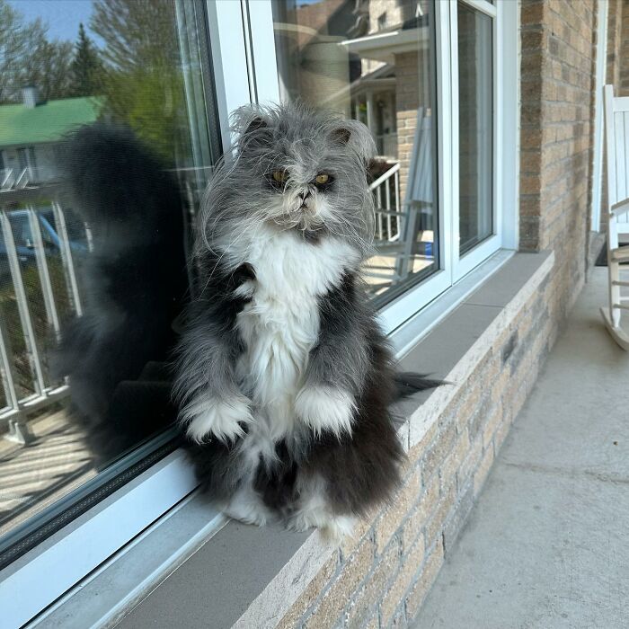 Meet Atchoum, the werewolf cat who is winning hearts around the world