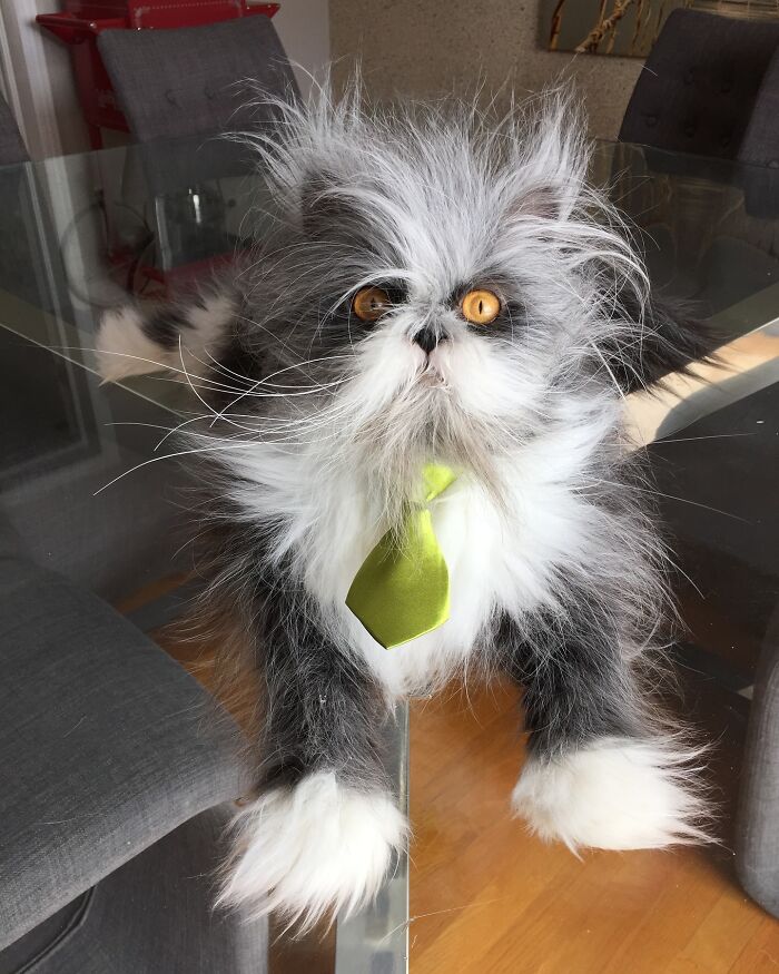 Meet Atchoum, the werewolf cat who is winning hearts around the world