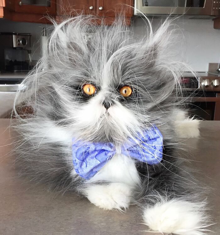 Meet Atchoum, the werewolf cat who is winning hearts around the world