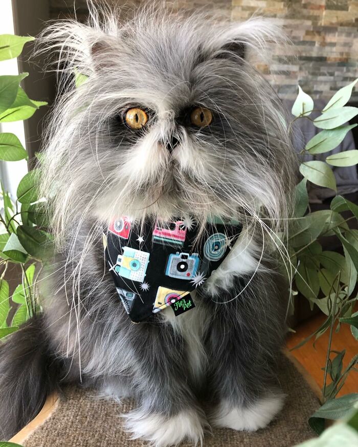 Meet Atchoum, the werewolf cat who is winning hearts around the world