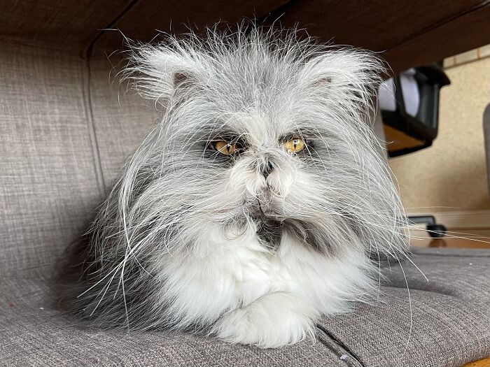 Meet Atchoum, the werewolf cat who is winning hearts around the world