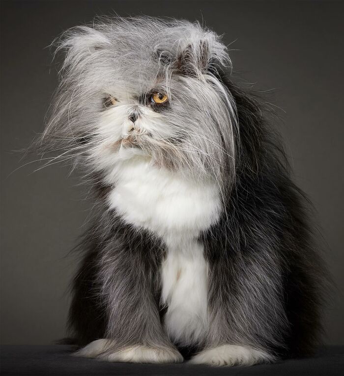 Meet Atchoum, the werewolf cat who is winning hearts around the world