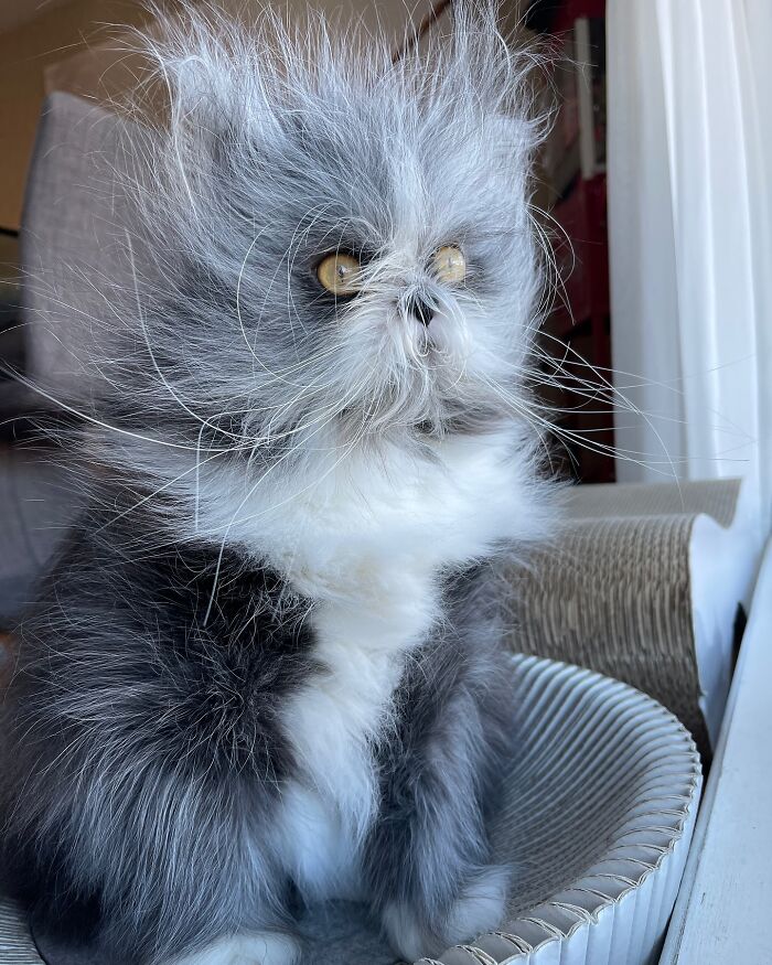 Meet Atchoum, the werewolf cat who is winning hearts around the world