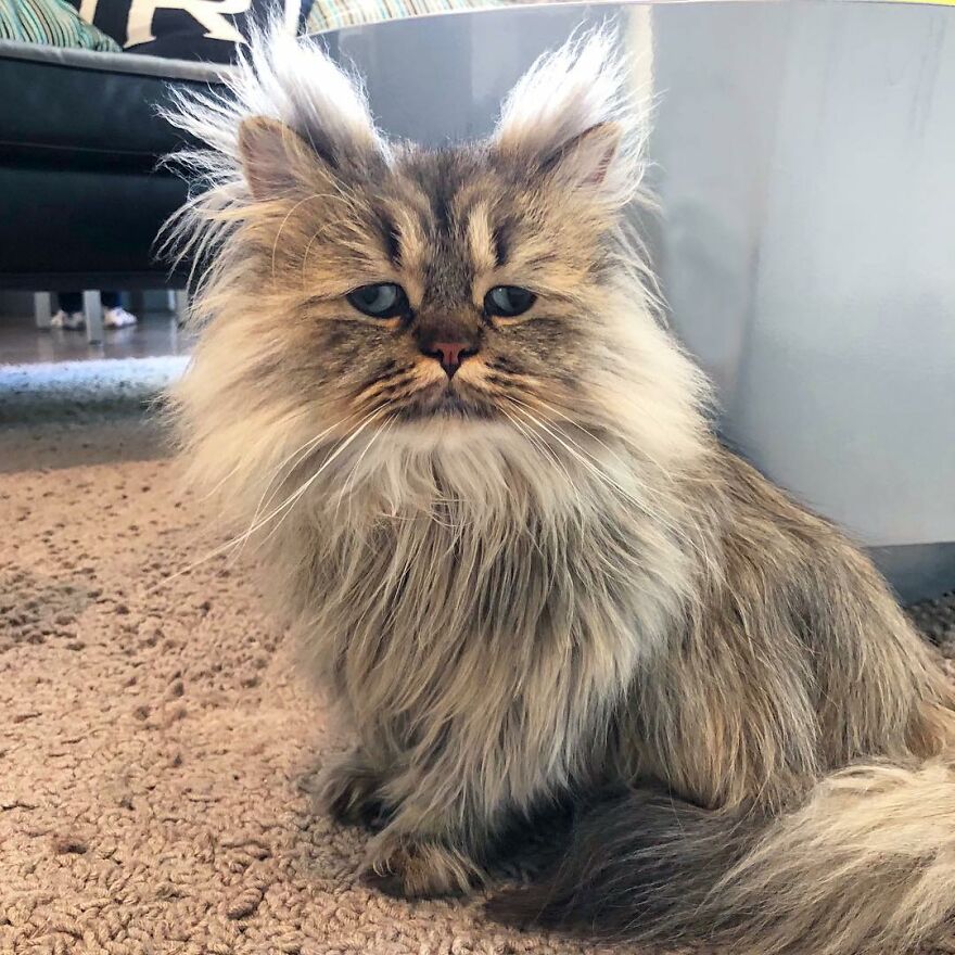 Meet Barnaby, The Cross-Eyed Persian Cat Who Is Cute But Always Seems To Be Sad