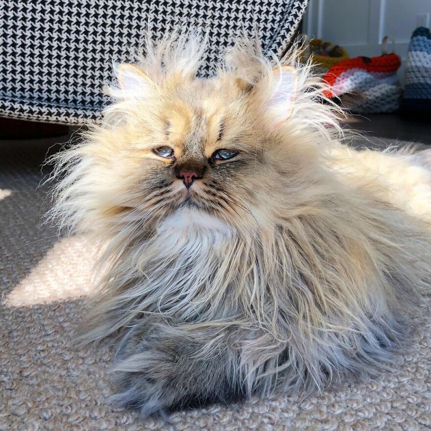 Meet Barnaby, The Cross-Eyed Persian Cat Who Is Cute But Always Seems To Be Sad