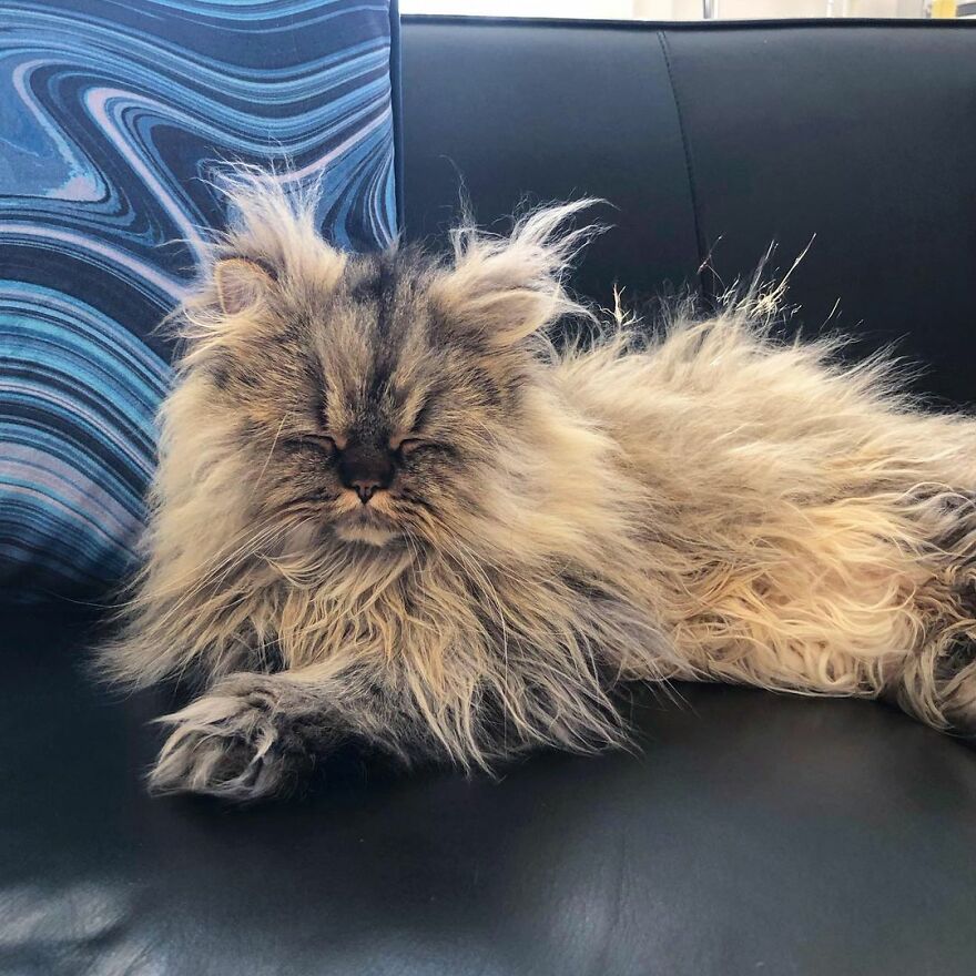 Meet Barnaby, The Cross-Eyed Persian Cat Who Is Cute But Always Seems To Be Sad