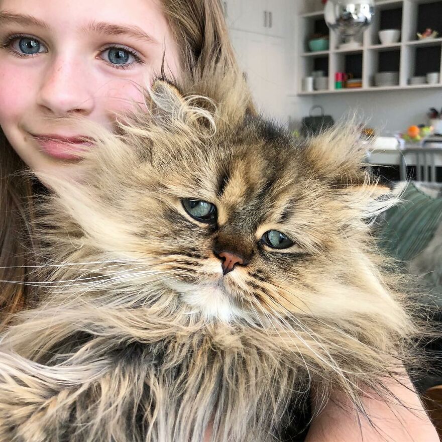 Meet Barnaby, The Cross-Eyed Persian Cat Who Is Cute But Always Seems To Be Sad