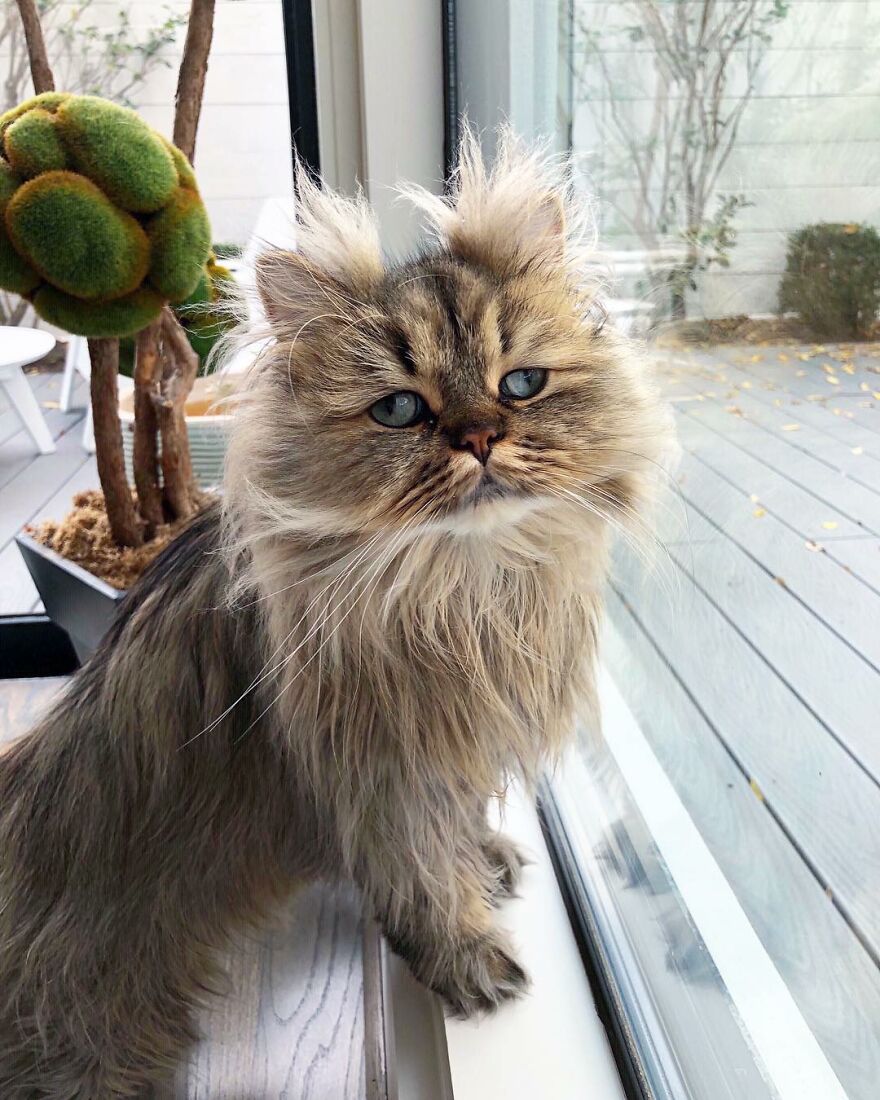 Meet Barnaby, The Cross-Eyed Persian Cat Who Is Cute But Always Seems To Be Sad