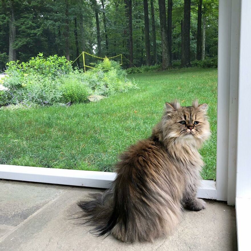 Meet Barnaby, The Cross-Eyed Persian Cat Who Is Cute But Always Seems To Be Sad