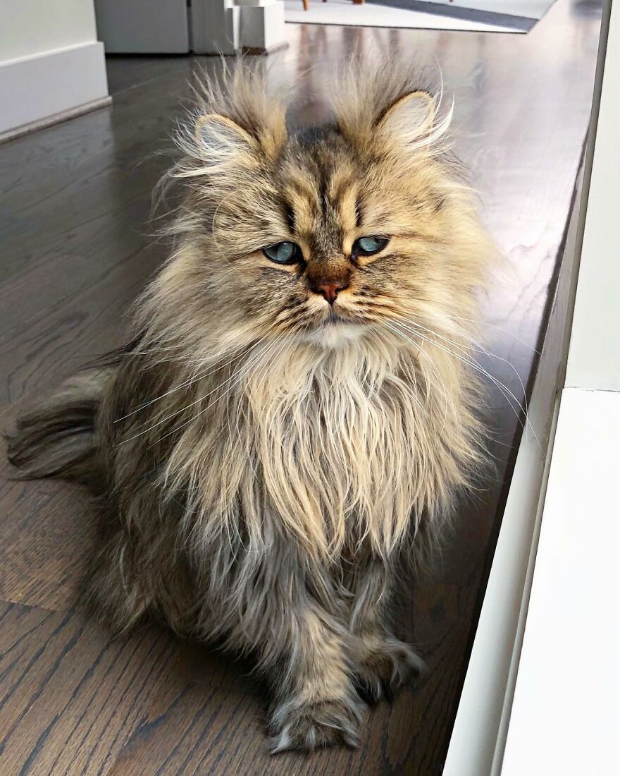 Meet Barnaby, The Cross-Eyed Persian Cat Who Is Cute But Always Seems To Be Sad