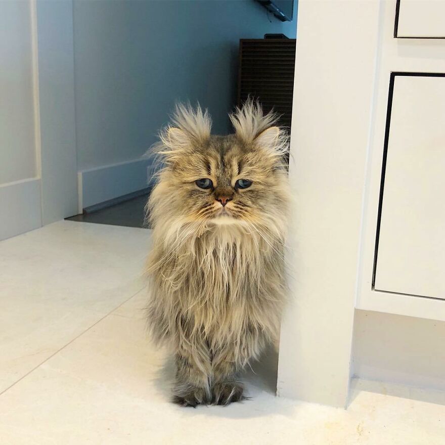 Meet Barnaby, The Cross-Eyed Persian Cat Who Is Cute But Always Seems To Be Sad