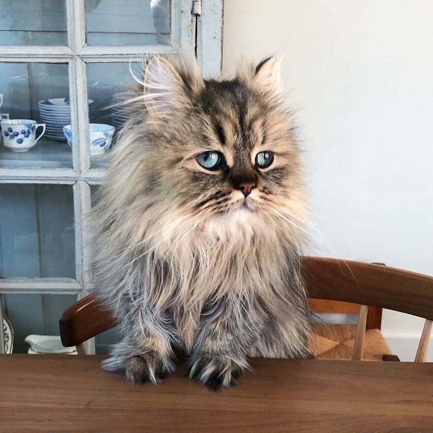 Meet Barnaby, The Cross-Eyed Persian Cat Who Is Cute But Always Seems To Be Sad