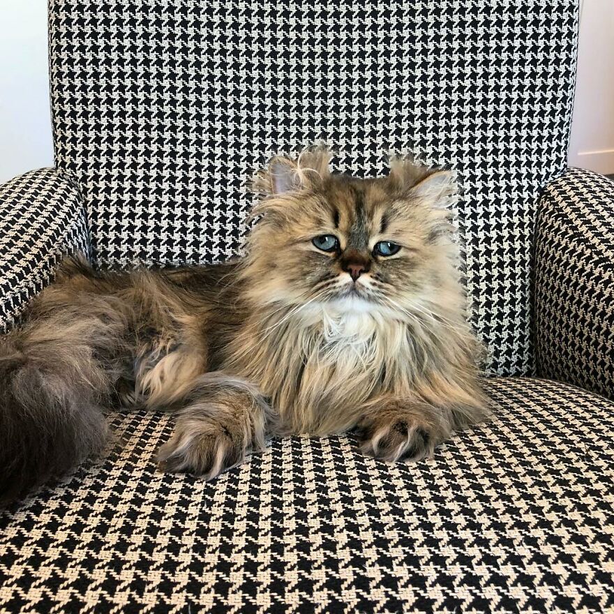 Meet Barnaby, The Cross-Eyed Persian Cat Who Is Cute But Always Seems To Be Sad