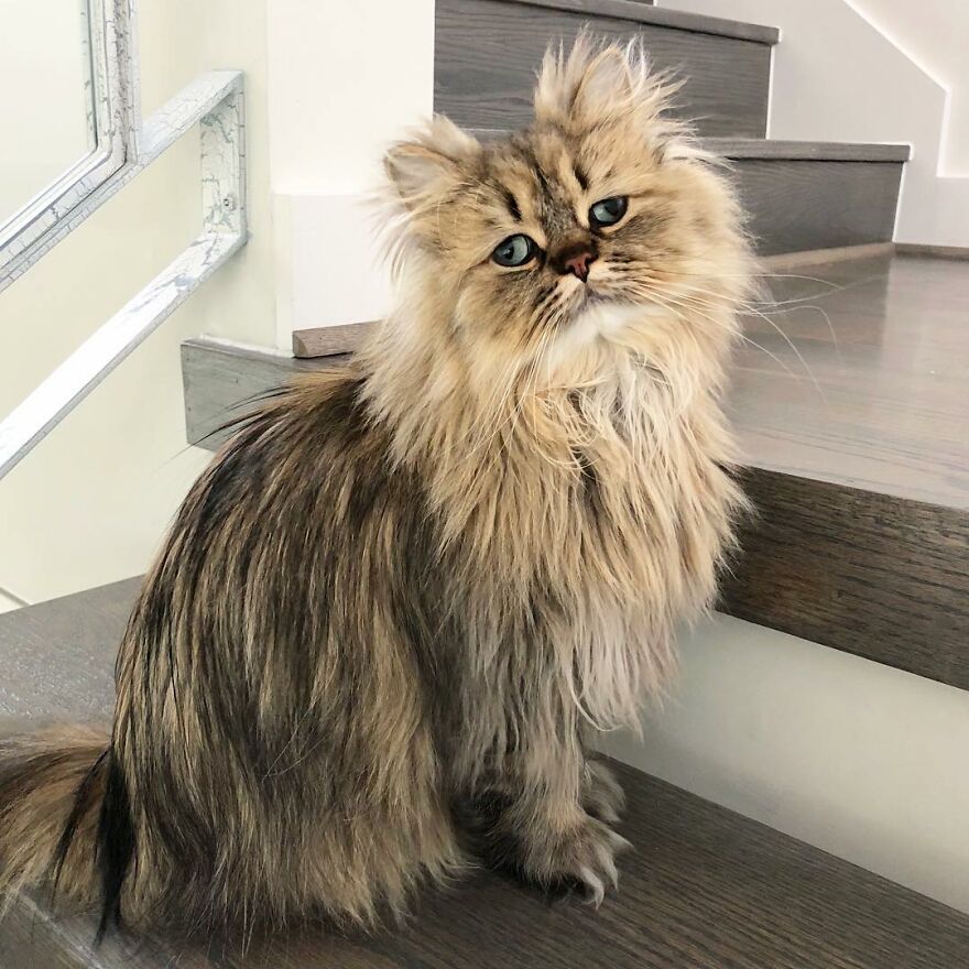 Meet Barnaby, The Cross-Eyed Persian Cat Who Is Cute But Always Seems To Be Sad