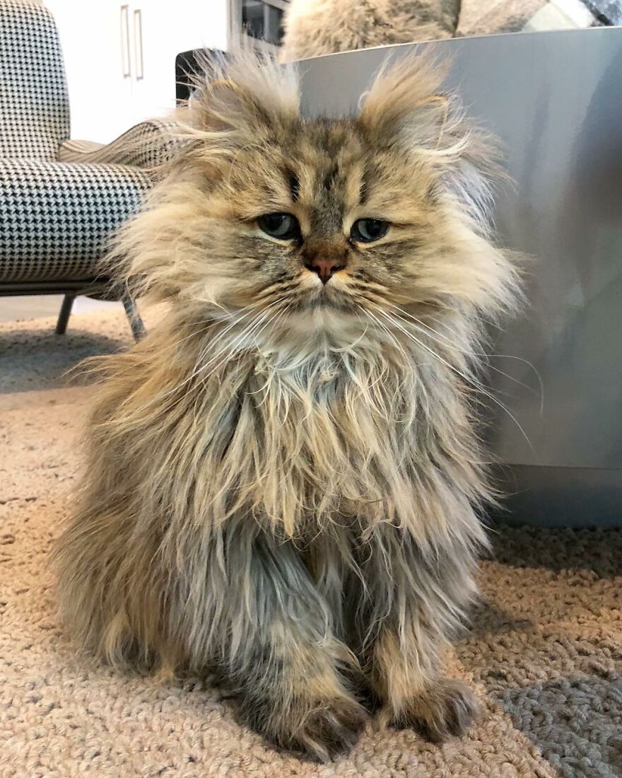 Meet Barnaby, The Cross-Eyed Persian Cat Who Is Cute But Always Seems To Be Sad