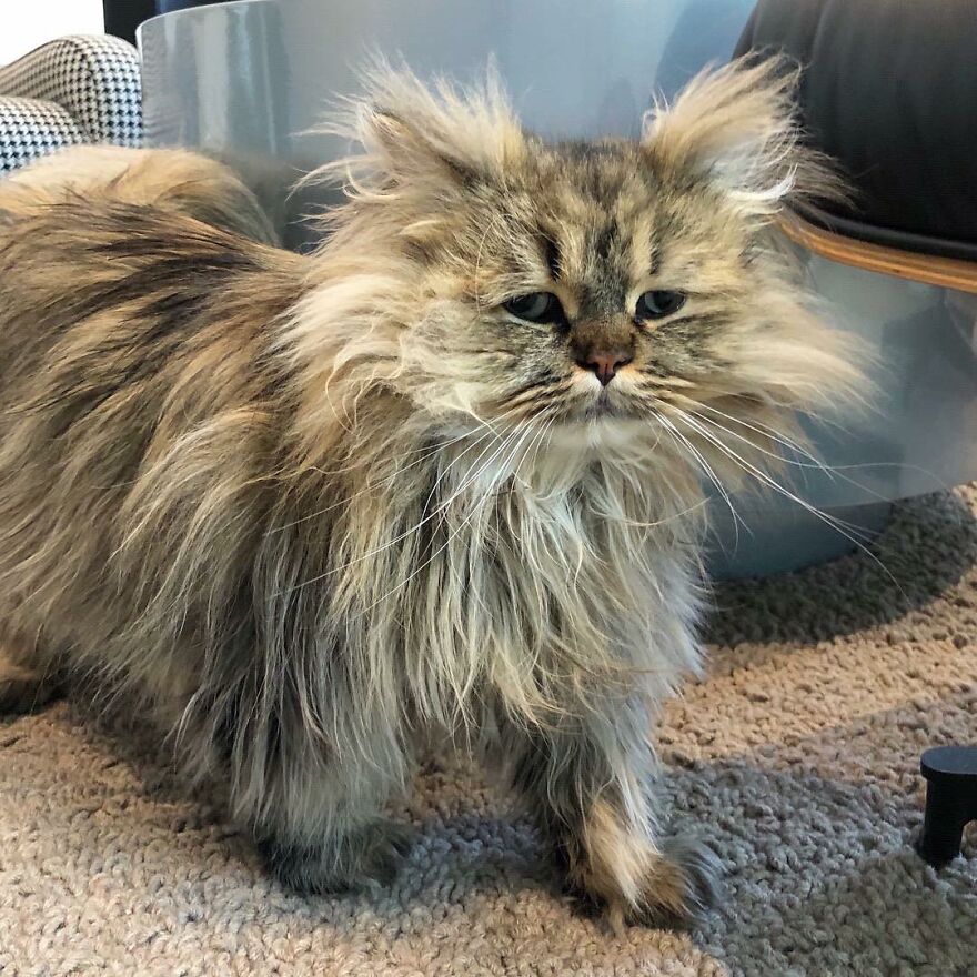 Meet Barnaby, The Cross-Eyed Persian Cat Who Is Cute But Always Seems To Be Sad