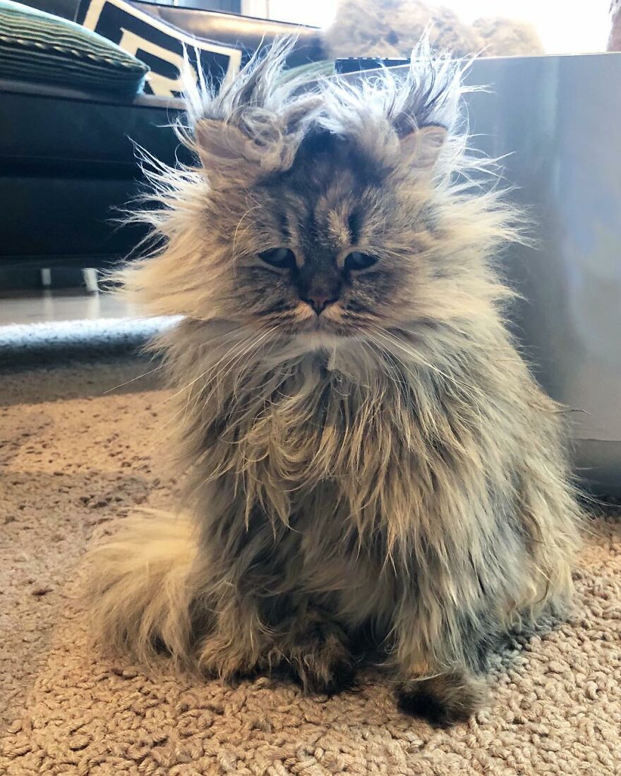 Meet Barnaby, The Cross-Eyed Persian Cat Who Is Cute But Always Seems To Be Sad