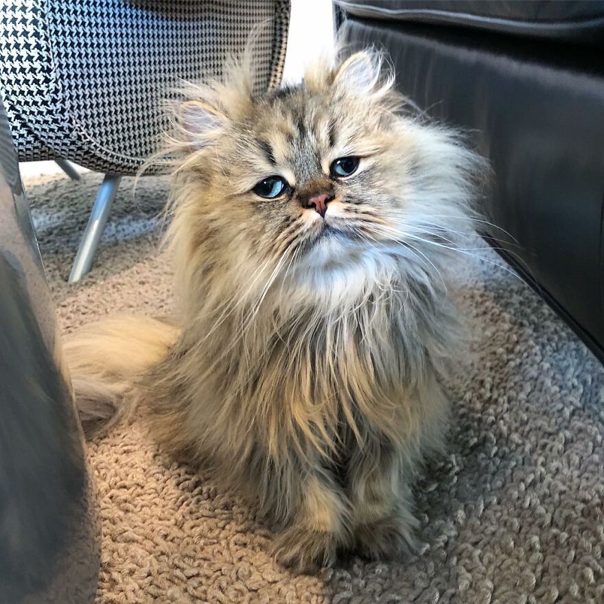 Meet Barnaby, The Cross-Eyed Persian Cat Who Is Cute But Always Seems To Be Sad