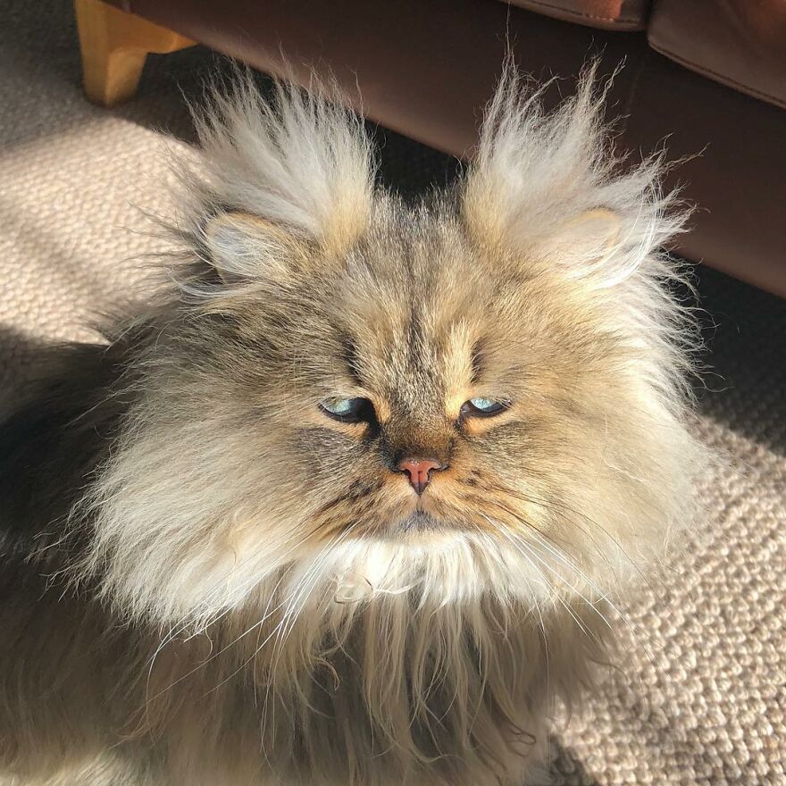 Meet Barnaby, The Cross-Eyed Persian Cat Who Is Cute But Always Seems To Be Sad