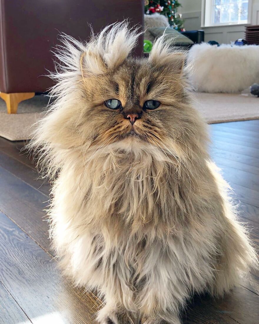 Meet Barnaby, The Cross-Eyed Persian Cat Who Is Cute But Always Seems To Be Sad