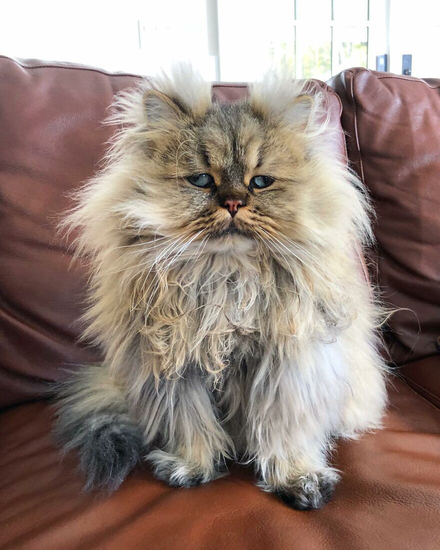 Meet Barnaby, The Cross-Eyed Persian Cat Who Is Cute But Always Seems To Be Sad