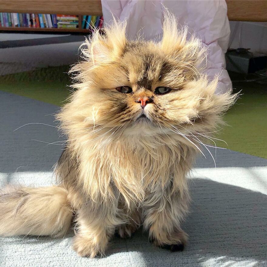 Meet Barnaby, The Cross-Eyed Persian Cat Who Is Cute But Always Seems To Be Sad